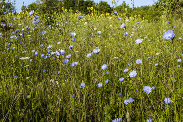 Flower meadow, Ukraine, Western Ukraine