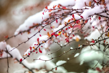 Waiting for the winter. First snow in the middle of autumn. Macro shot of white snow on top of brightly red autumn leaves in barberry bush. Snow storm outside. Windy, cold weather. Frozen, frost, wind