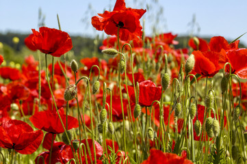 Corn poppy in blossom, Slovenia, Southern Slovenia