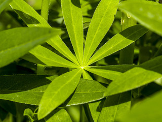 Obraz na płótnie Canvas Lupine leaf, Sweden, Soedermanland
