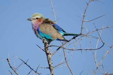 Lilac Breasted Roller