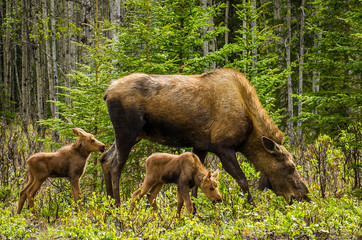 Mooses with calves