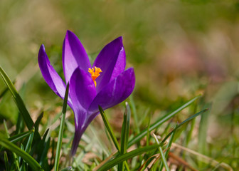 Early blooming specie crocus blooming in a lawn.