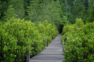 Fototapeta premium wooden path in mangrove forest