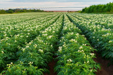 Rows of potato plants in a Prince Edward Island field with the Confederation Bridge in the distance.