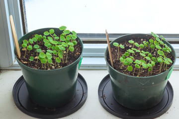 Newly germinated impatiens seedlings in pots on a home window sill.