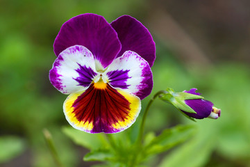 Multi colored pansy in the garden