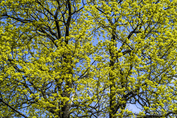 Acer tree in blossom, spring forest, spring time