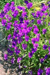 Naklejka premium Many Violet Pansies in the garden