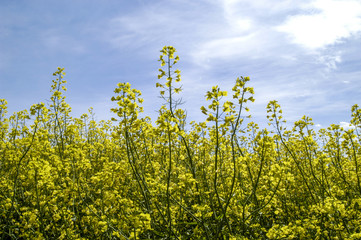 Rape field in blossom, Austria, Lower Austria, Weinviertel
