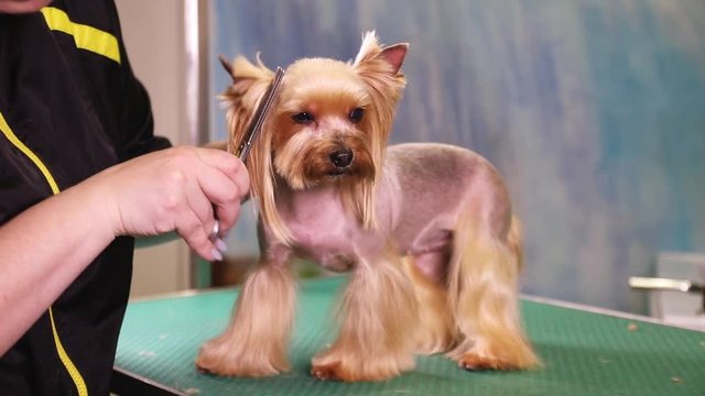 Groomer using scissors to cut hair from muzzle of Yorkshire terrier dog at pet salon
