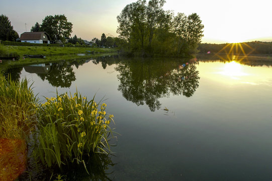 Danube side-arm Greifenstein, yellow iris, Austria, Lower Austri