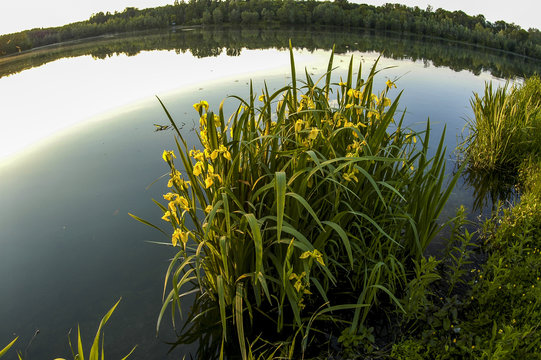 Danube side-arm Greifenstein, yellow iris, Austria, Lower Austri