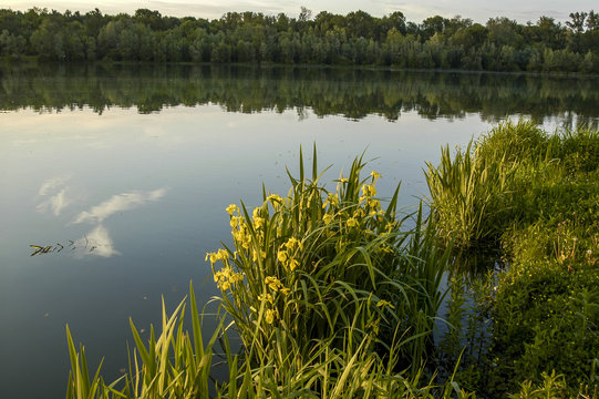 Danube side-arm Greifenstein, yellow iris, Austria, Lower Austri