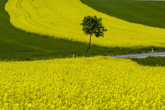 Rape field in blossom, single tree, car, patchwork, Austria, Low
