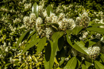 Bush in bloom, Czech Republic, Southern Morava, Lednice