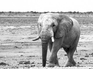 Old huge african elephant standing in dry land of Etosha National Park, Namibia, Africa