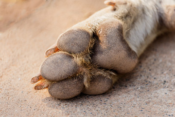 Close-up picture of dog paw - great footprints