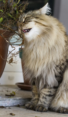 Naklejka na ściany i meble brown cat in the garden, long haired siberian breed