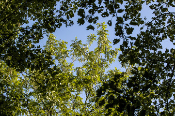 Bastard acacia in blossom, robinia pseudacacia, Austria, Lower A