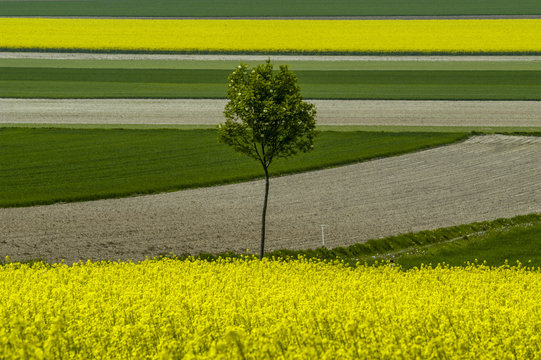 Rape field in blossom, single tree, patchwork, Austria, Lower Au