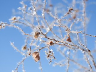Frozen twigs (6)