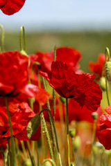 Corn poppy in blossom, Slovenia, Southern Slovenia