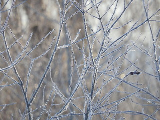 Frozen twigs (7)