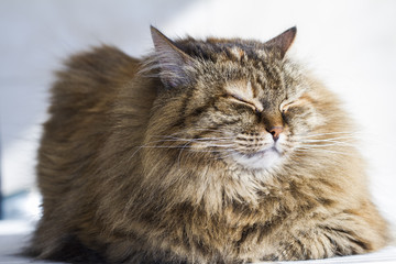 brown cat in the garden, long haired siberian breed