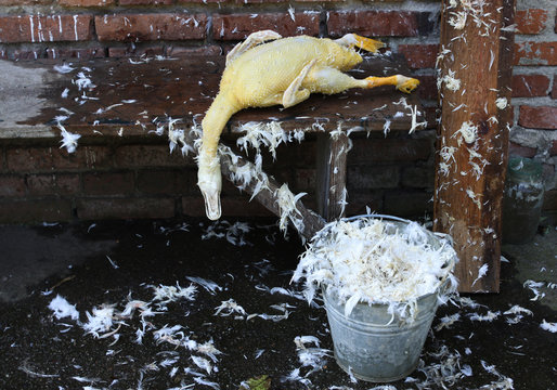 Auf einem Bauernhof wird eine Ente geschlachtet