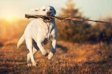 Reinrassiger weißer spielender labrador retriever hund läuft auf einer wiese mit einem stock im...