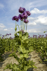 Field with violet corn poppy, papaver sp., Austria, Lower Austri