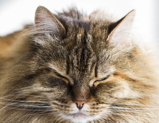 Naklejka na ściany i meble foreground of a brown cat, long haired siberian breed