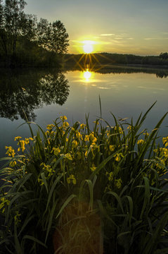 Danube side-arm Greifenstein, yellow iris, Austria, Lower Austri