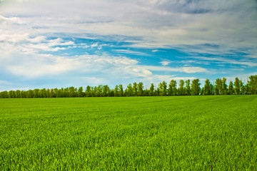Field and sky