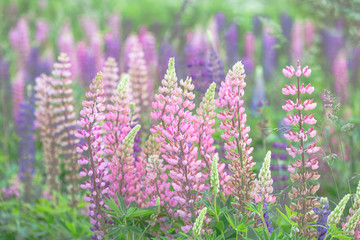 Beautiful wild flowers closeup. Flowering lupins, vintage style