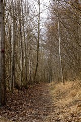 Mysterious path in the woods.