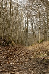 Mysterious path in the woods.