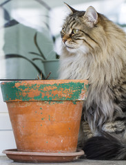 brown cat in the garden, long haired siberian breed