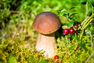 Picking mushrooms and cranberries in forest in early autumn. Last sunny summer days. Mushrooms and berries are growing in warm green, thick, wet moss layer. Perfect weather for outdoor activities