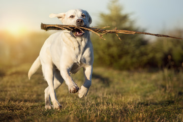 weißer labrador retriever hund rennt über eine wiese mit stock im maul 
