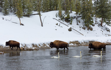 Bison crossing river, Yellowstone National Park