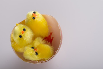 Young chickens in egg's shell