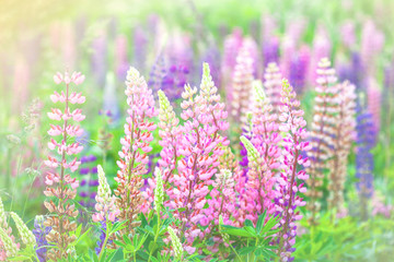 Tender field flowers lupins