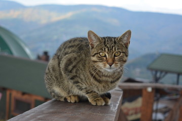 Kot © Edyta M.