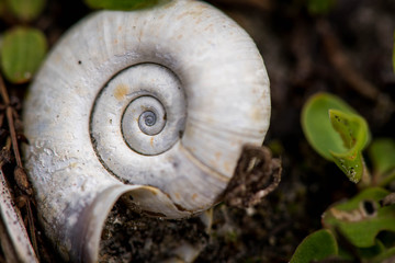 Macro shot of a shell

