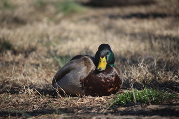 Mallard