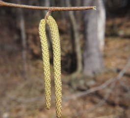 Hazle catkins in spring