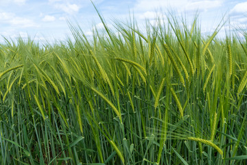 Junge grüne Gerste in Nahaufnahme auf einem Feld