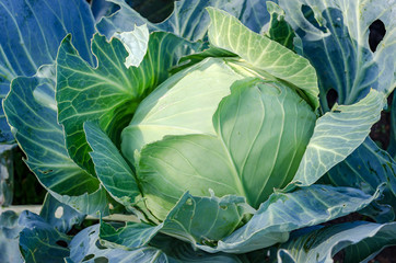 Obraz premium Young Fresh Green Cabbage Head On The Bed. Angle View. Close-Up.
